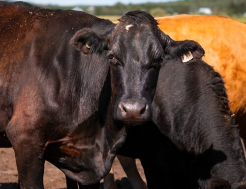 Tournez-vous vers l’excellence : Une célébration de l’agriculture québécoise en images